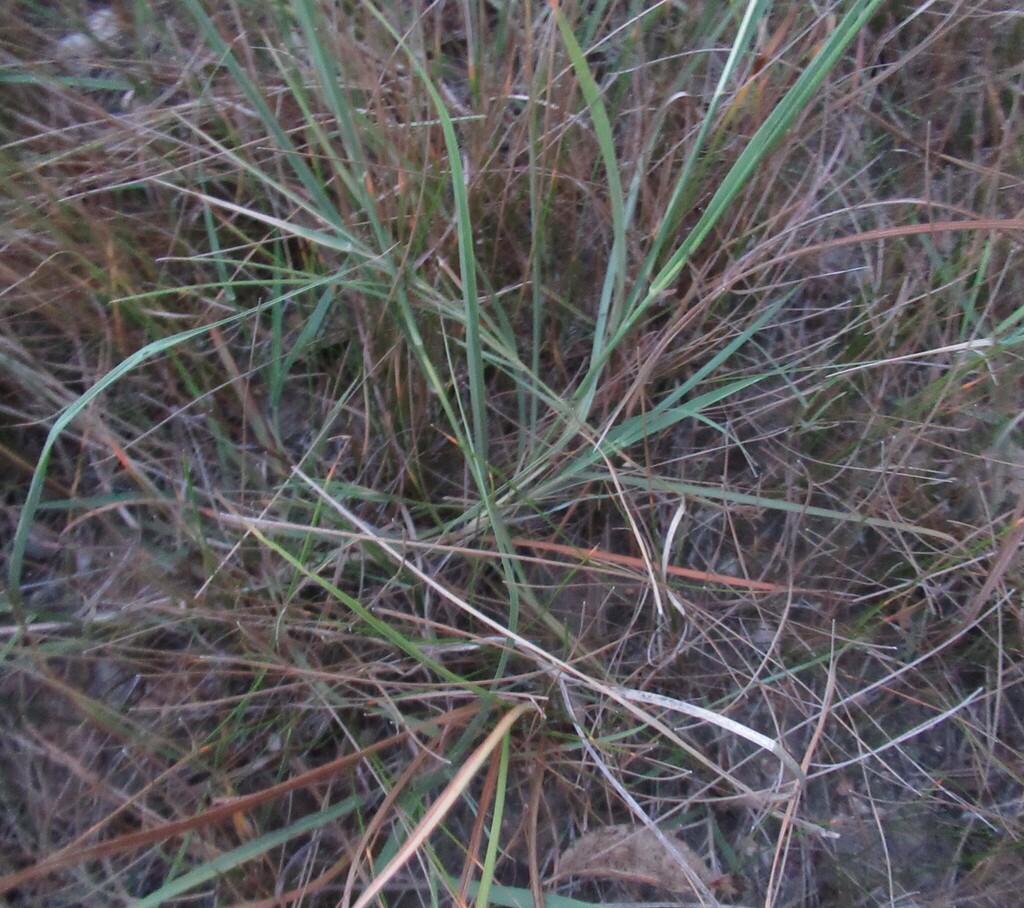Bothriochloa ischaemum; photograph (c) Linda Jo Conn, some rights reserved (CC BY)