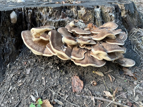 Giant Polypore