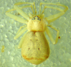 Philodromus anomalus