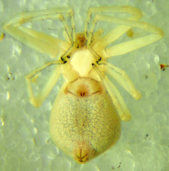 Philodromus anomalus