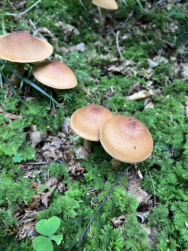 red-banded webcap