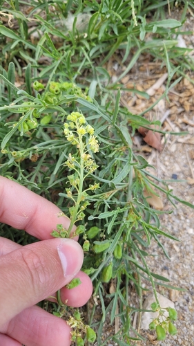 Wild Mignonette