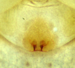 Philodromus anomalus