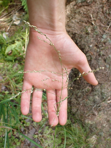Glyceria canadensis, photograph 4
