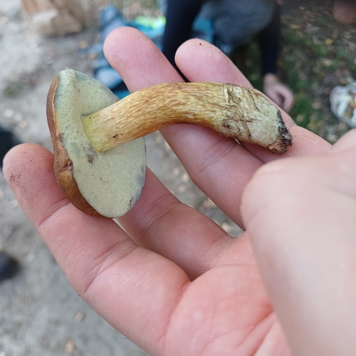 Bay Bolete