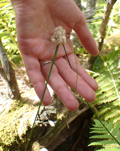 Eriophorum virginicum, photograph 4