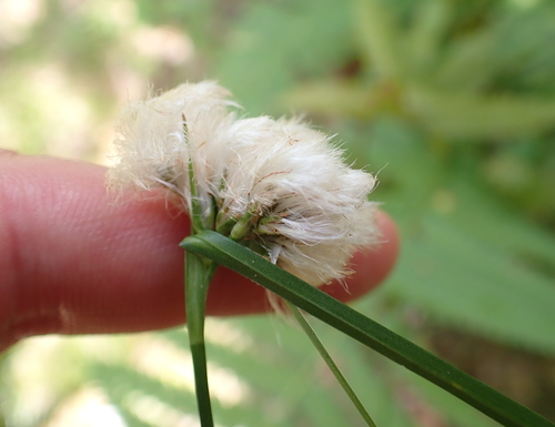 Eriophorum virginicum, photograph 5