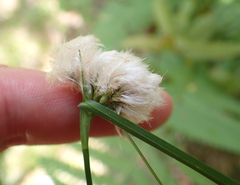 Eriophorum virginicum, photograph (c) Steven Lamonde, some rights reserved (CC BY)