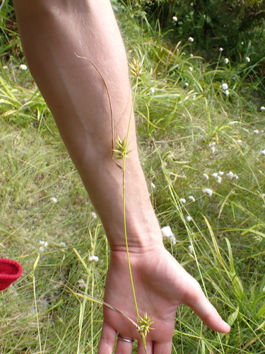 Carex folliculata