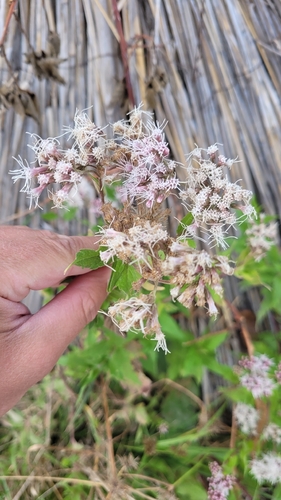 hemp agrimony