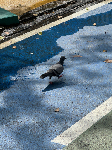 Feral Pigeon