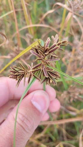 Brown Flatsedge