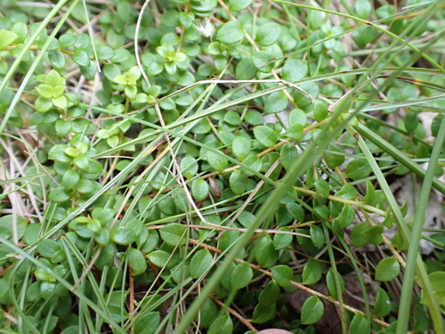 Gaultheria hispidula, photograph 3