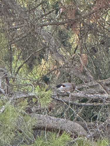 Eurasian Jay