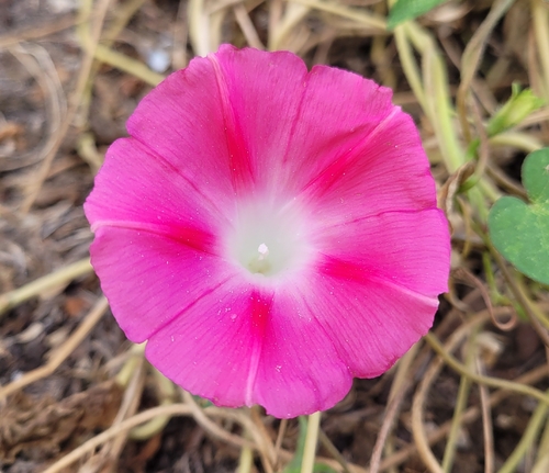 common morning-glory
