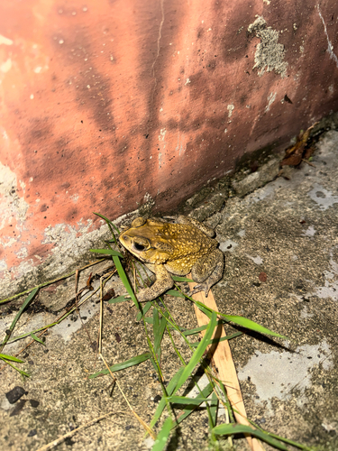 Asian Common Toad