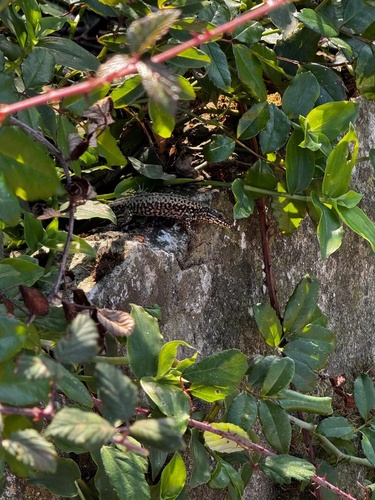 Common Wall Lizard