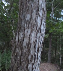 Ulmus crassifolia, photograph (c) Linda Jo Conn, some rights reserved (CC BY)