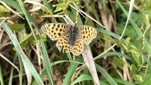 Queen of Spain Fritillary