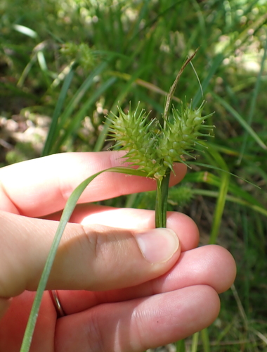 Carex lurida