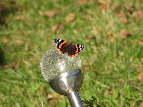 Red Admiral