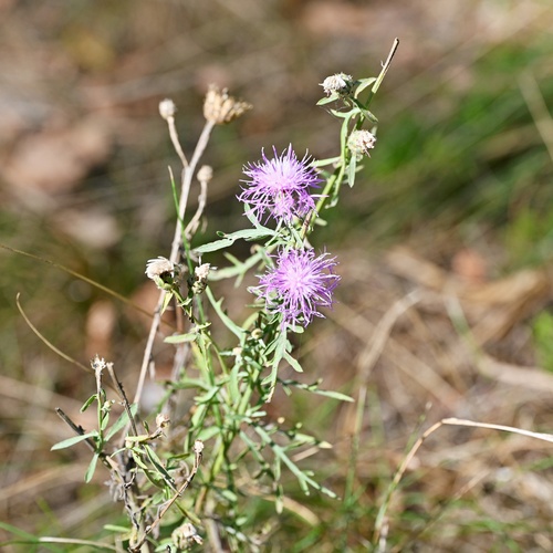 Centaurea stoebe, photograph 4