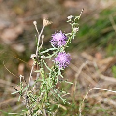 Centaurea stoebe, photograph (c) Petr Harant, some rights reserved (CC BY)