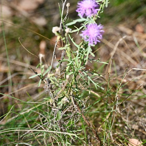 Centaurea stoebe, photograph 5