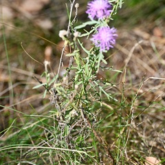 Centaurea stoebe, photograph (c) Petr Harant, some rights reserved (CC BY)