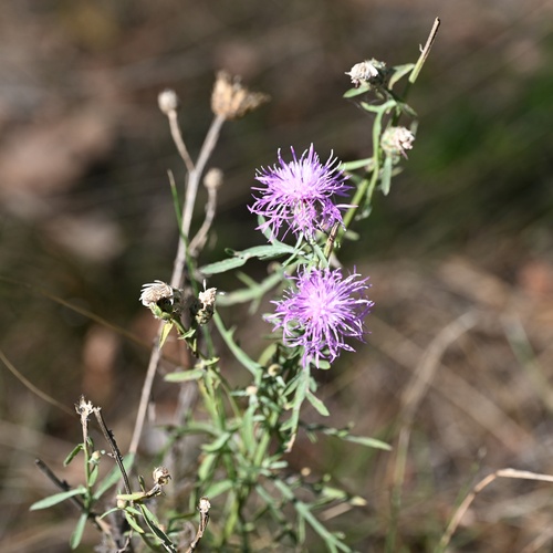 Centaurea stoebe, photograph 6