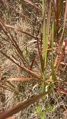author not stated, no rights reserved Imperata cylindrica, photograph author not stated, no rights reserved