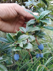 Berberis pichinchensis
