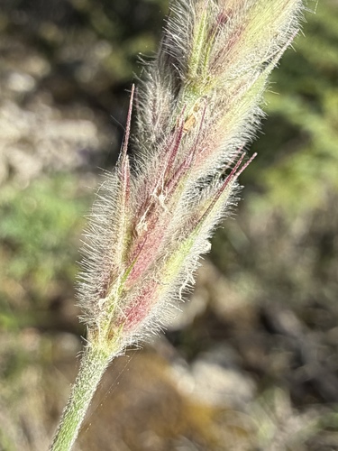 Leymus innovatus, photograph 3