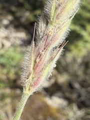 Leymus innovatus, photograph (c) Matt Berger, some rights reserved (CC BY)