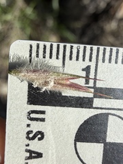 Leymus innovatus, photograph (c) Matt Berger, some rights reserved (CC BY)