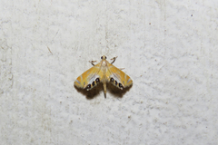 Nymphicula trimacula