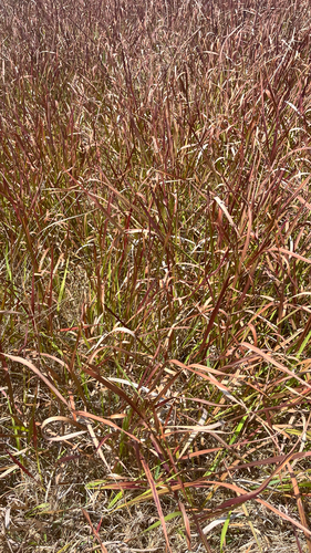 Imperata cylindrica, photograph 2