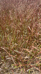 author not stated, no rights reserved Imperata cylindrica, photograph author not stated, no rights reserved