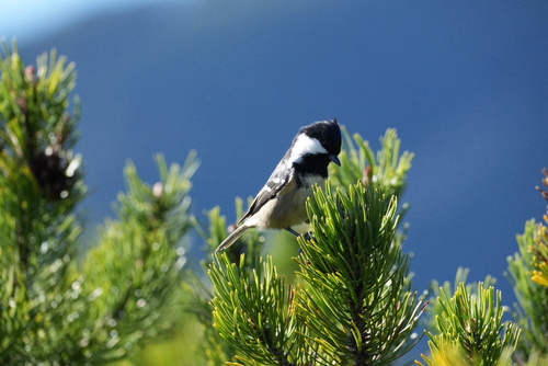 Coal Tit