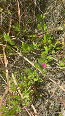 Oenothera rosea