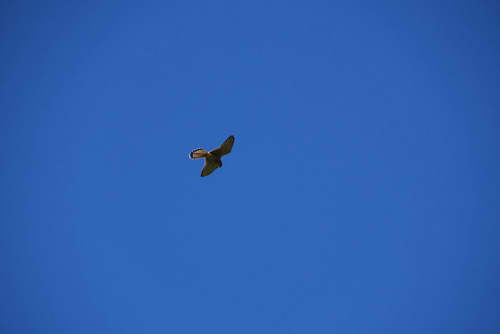 Eurasian Kestrel