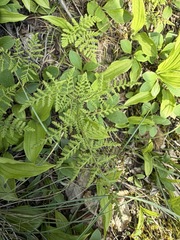 Cystopteris montana
