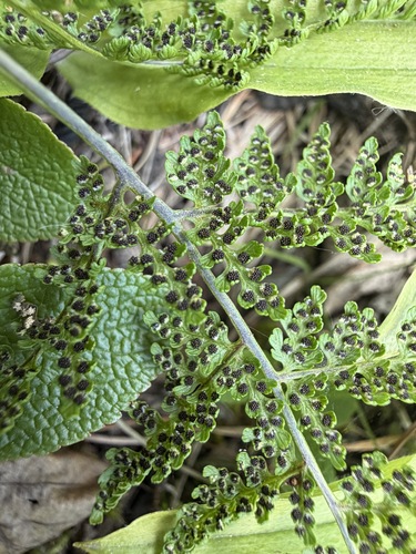 Cystopteris montana, photograph 2