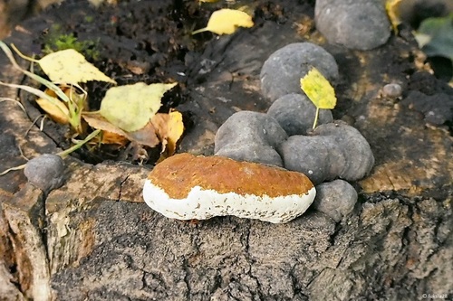Red-banded Polypore