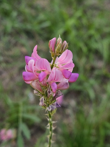 Sainfoin