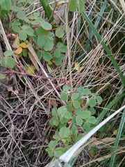 Oxalis lotoides