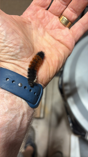 Isabella Tiger Moth