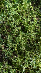 (c) guywallbanks, some rights reserved (CC BY) Polygonum arenastrum, photograph (c) guywallbanks, some rights reserved (CC BY)