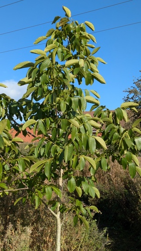 Juglans regia, photograph 4