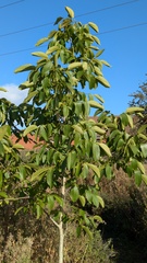 Juglans regia, photograph (c) guywallbanks, some rights reserved (CC BY)